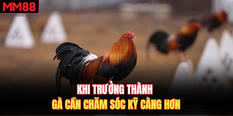 Khi trưởng thường gà cần chăm sóc kỹ càng hơn